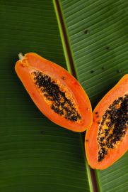 gallery/4. Pepaya